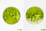  Lia Giraud's Landscape Photos "Grown" On Light-Sensitive Algae

A project nick named "Algae-graphy."  Photo 1 of 2 in Bay Area by Jb from Material Spotlight: Algae
