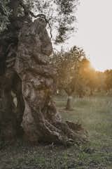  Photo 1 of 64 in Wake Up in an Olive Grove at This Captivating Italian Bed-and-Breakfast by Jenny Xie