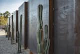 Site fence with Mexican Fence Post cacti