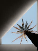 Date palm tree aperture