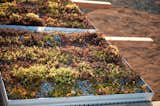 living roof detail / modular liveroof system with contemporary aluminum landscape edging

#greenroof #succulents