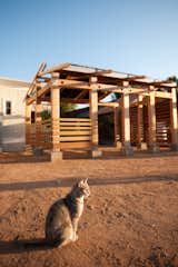 Outdoor, Garden, Field, Desert, Walkways, Horizontal Fences, Wall, and Wood Fences, Wall local farm cat at the Ecology Center, Orange County, California  Photo 4 of 10 in Energy Lab at the Ecology Center by MYD studio, inc.