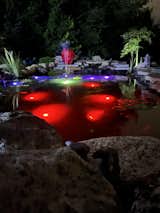 Koi Pond