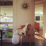 Reilly, the family dog, enjoys lounging atop the Cherner armchair.