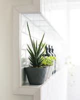 shampoo shares the ledge with plants
