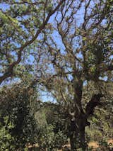 Mossy oak trees.  Photo 7 of 7 in Arastradero Preserve