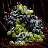 OF THE GARDEN: VITIS, 2014
C-PRINT
40 X 40 INCHES 
EDITION OF 3