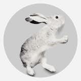 MOON RABBIT, 2012
C-PRINT
40 X 40 INCHES
EDITION OF 3  Photo 1 of 9 in FINE ART PHOTOGRAPHY by Wendy Given Visual Arts