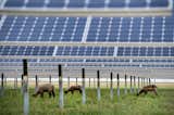 SunPower's power plants around the world are designed to preserve natural habitats and utilize local grazing animals to maintain for grasslands.