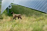 SunPower's power plants around the world are designed to preserve natural habitats and utilize local grazing animals to naturally care for grasslands.