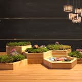 Hexagonal Moss Garden by Modify Furniture made with sustainable bamboo, hand polished with oil-wax for water resistant-low VOC finish. 