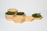 The Hexagonal Mossgarden by Modify Furniture. These simple geometric planters of varying heights allow the beautiful crossgrain  of natural bamboo to be seen from every angle. 