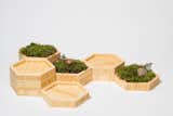 The hexagonal moss gardens bring the Northeast Woodlands inside. The beauty of a moss garden is that it looks terrific even when kept dry, perfect for the "busy" lifestyle.

Find the Modify Furniture Home Decor Collection at www.modifyfurniture.com/homedecor

