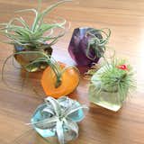 Tillandsia gems- diaphanous, gemlike holders for air plants hand sculpted from upcycled/recycled resin.