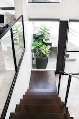 Staircase, Wood Tread, Metal Railing, and Glass Railing The staircase down to the lower ground level orchestrated to have the Fig tree as a focal point just before you shift directions to the dining area.   Photo 10 of 29 in House on Tanguile Street by dito architects