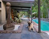 Lager (English Mastiff) in the backyard area near the lap pool 