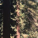  Photo 7 of 12 in Redwoods by Emilie Hamel