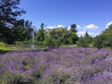 Back yard Lavender patch in full bloom