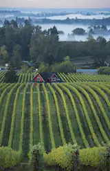 The surrounding Dundee Hills in the Willamette Valley provided inspiration for the overall design, as well as pastoral views from the tasting room. Photo by Andrea Johnson. Read more about the design of the winery at imbibemagazine.com/modern-winery-design-sokol-blosser