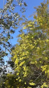 Pierce College"s drought tolerant exhibition grounds, Woodland Hills, CA