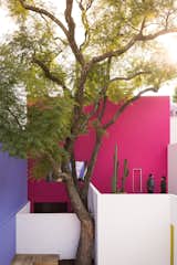 Casa Gilardi courtyard with jacaranda tree