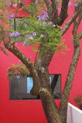 Once a year, the jacaranda tree blooms and the lilac flowers fall, leaving a blossoming carpet in the courtyard below.