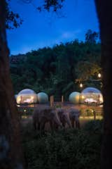  Photo 6 of 7 in Thailand’s Jungle Bubbles Let You Sleep in an Elephant Habitat