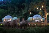 The jungle bubbles sit on an elevated deck, offering views of the elephant enclosure. "More experiences—that’s what people want these days, especially when people are on their screens," says general manager Gauderic Harang. "The world is so disconnected now."  Photo 5 of 7 in Thailand’s Jungle Bubbles Let You Sleep in an Elephant Habitat