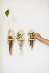 Modern Arch Propagation Planters from Vintage Revivals allow you to see roots growing. The company offers DIY templates so you can make the yourself.  Photo 7 of 9 in The Beginner’s Guide to Starting Vegetable Seeds Indoors