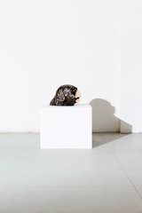 “Boolean” Or (dog head), 2017 
Nucleo_Piergiorgio Robino+Edoardo U. Trave
welded, polished, bronze plates on vintage sculpture
25 x 30 x 22,8h cm 
Unique piece