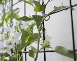 A potato vine growing on our Wall-Mounted Single Plane Trellis with in black.
