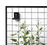 A potato vine growing on our Wall-Mounted Single Plane Trellis with Angle in black.