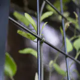 A potato vine growing on our Wall-Mounted Single Plane Trellis with Angle in black.
