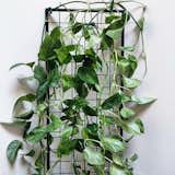 We really love the House Plant Journal blog (houseplantjournal.com) run by Darryl Cheng and have been following along for a while now. We recently had the opportunity to create this custom Freestanding Planter Trellis for his Pothos Marble Queen. Be sure to follow Darryl for tons of great house plant wisdom!

