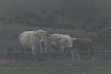 Some of the locals in this area. This places is deserted of humans. But of nature and other animals it is plenty.