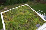 Living roof detail and view of the wildflower pollinator meadow. 
