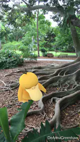 Marie Selby Gardens is a great place to learn about historic homes & gardens.  Selby.org