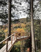 Tree Top Platform