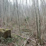 It's not that nature is not ornate.  In fact some of the most ornate things imaginable are in nature.  However when nature is ornate it serves a purpose like attracting a mate or distracting prey.