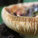 Emphasis of horizontal and vertical lines can be seen everywhere in the forest but often times with a gentle twist that comes from growing up outdoors.