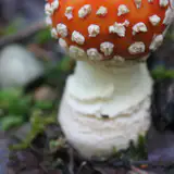 Emphasis on honesty of materials is another hallmark characteristic of modernism, but what could be more honest than if each part nature has evolved to serve a specific purpose?