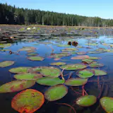 Traditional building materials such as wood and stone can be used in simplified ways reflecting a modern aesthetic.  These simple patterns are often repeated in nature.