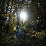 Sunlight struggles through fall leaves