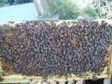 Brood Frame from hive