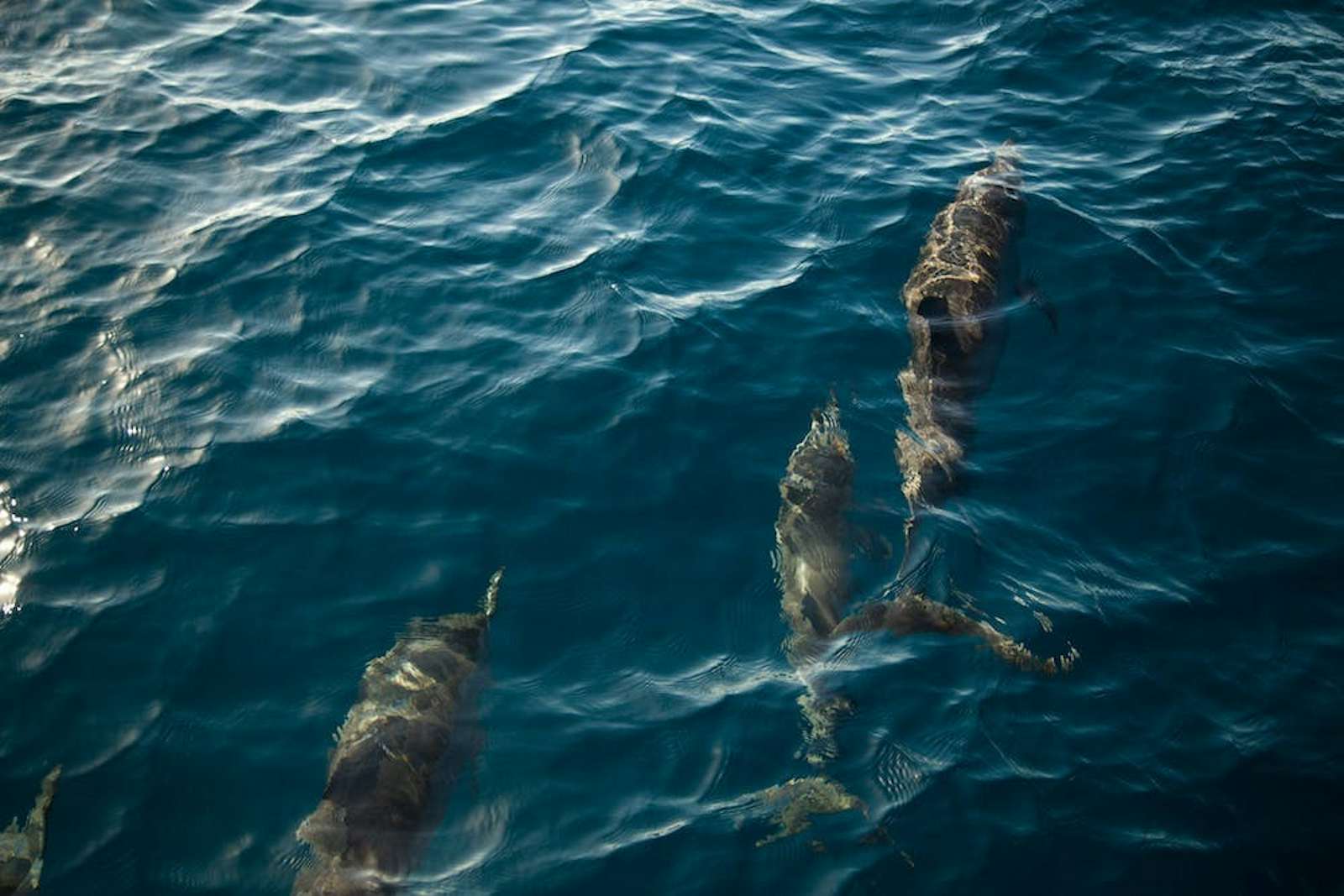 Photo 3 of 10 in The Palmwood in Kauai Dwell