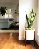 5 Houseplants You Can’t Kill - Photo 1 of 5 - 