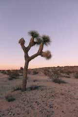 The beloved Joshua Trees can be found at both The Joshua Tree House + Casita