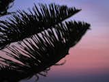 Blowing with the wind. Purple and pink sky. Nature dance at the sunset. Mykonos beach vibe.