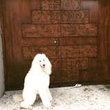 Front doors designed by the homeowner and artist Florence Putterman. Baxter the Poodle loves modern design. 