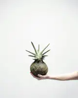 How else can we put this: This spiky succulent looks like he might just have rolled in from the jurassic period. Strong and graphical, The Katongue is an old soul. Truly reliable, succulents are the perfect match for those who have a less than squeaky-clean track record when it comes to indoor plants.

Because this plant is top heavy it cannot be hung, but looks great when resting on one of our felt-backed tiles or wooden blocks, or any other creative solution you can come up with. 

• Style: Standing
• Type of plant: Succulent
• Materials: soil, moss, thread
• Size: 15 x 25cm (plant size may vary slightly)
• Care card included
